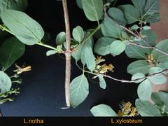 Lonicera × muendeniensis