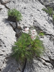 Centaurea filiformis