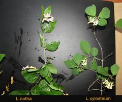 Lonicera × muendeniensis