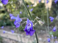 Salvia candelabrum