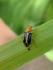 Cyclotrypema furcata