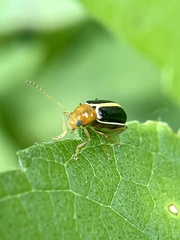Cyclotrypema furcata