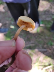 Naucoria escharioides