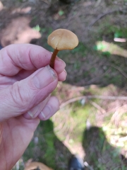 Naucoria escharioides