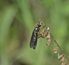 Dioctria oelandica