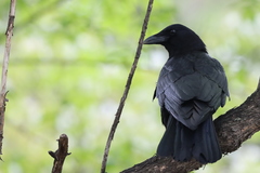 Corvus brachyrhynchos