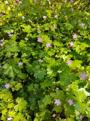 Geranium lucidum