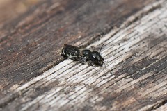Osmia caerulescens