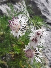 Centaurea filiformis