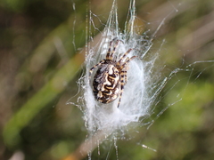 Araneus annulipes