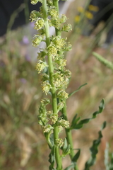Reseda luteola