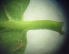 Lonicera × muendeniensis