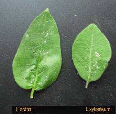 Lonicera × muendeniensis