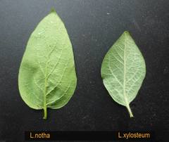 Lonicera × muendeniensis