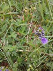 Veronica sennenii