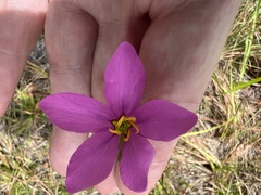 Sabatia grandiflora