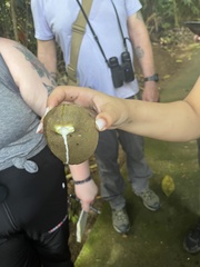 Tabernaemontana donnell-smithii