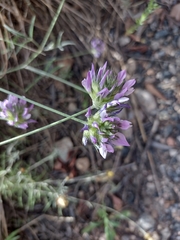 Bituminaria bituminosa