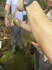 Tabernaemontana donnell-smithii