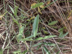 Bituminaria bituminosa