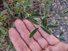 Bituminaria bituminosa