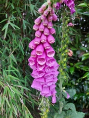Digitalis purpurea