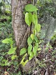 Epipremnum aureum
