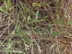 Bituminaria bituminosa