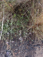 Bituminaria bituminosa