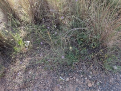 Bituminaria bituminosa