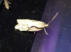 Semioscopis packardella
