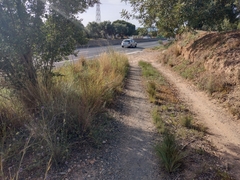 Bituminaria bituminosa