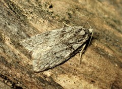 Semioscopis megamicrella