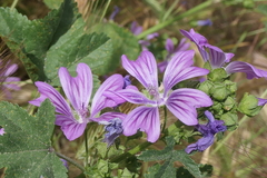 Malva sylvestris