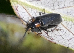 Rhagonycha lineola