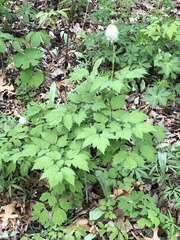 Actaea rubra