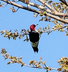 Melanerpes erythrocephalus