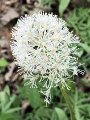 Actaea rubra