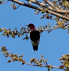 Melanerpes erythrocephalus