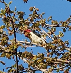 Melanerpes erythrocephalus