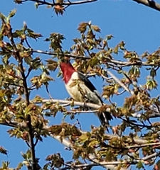 Melanerpes erythrocephalus