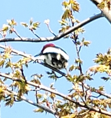 Melanerpes erythrocephalus