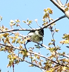 Melanerpes erythrocephalus