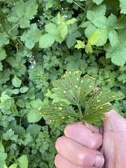 Puccinia urticata
