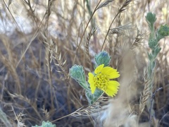 Deinandra bacigalupii