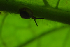 Euconulus