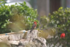 Pyrocephalus rubinus