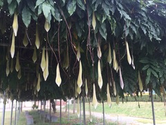 Wisteria floribunda