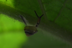 Euconulus