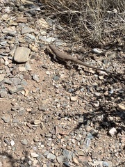 Aspidoscelis exsanguis